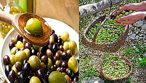 Akhisar'da hasat başlıyor