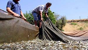 Barajlarda balık bereketi 