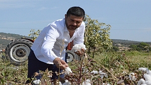 BAŞKAN FATİH GÜRBÜZ, PAMUK HASADINDA 
