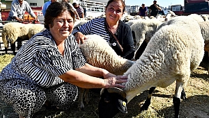 İzmir Büyükşehir Aliağalı üreticilere küçükbaş hayvan hibe etti 