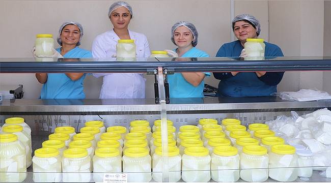 Karaburun'un Keçi Peyniri üreticiye para,  tüketiciye sağlık kazandırıyor 