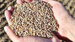 Karakılçık buğdayı İzmir'in ovalarına geri dönüyor  