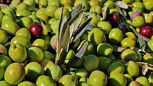 Saiper'de 'Zeytin' festivali 