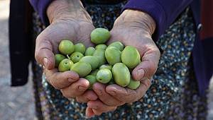 Zeytine prim zeytindostlarını memnun etti