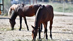 Faytonlardan alınan atlar Ankara'ya teslim edildi 