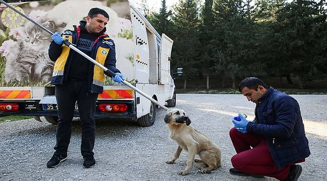 Buca'da uyuza karşı mücadele tam gaz 