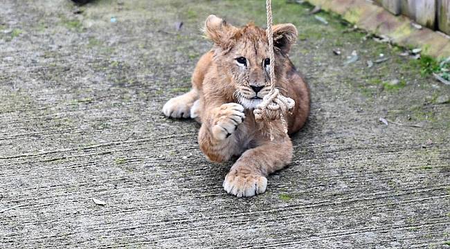 İzmir Doğal Yaşam Parkı'nda yavru aslan ve kaplan heyecanı   