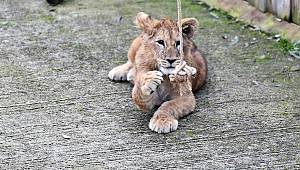 İzmir Doğal Yaşam Parkı'nda yavru aslan ve kaplan heyecanı   