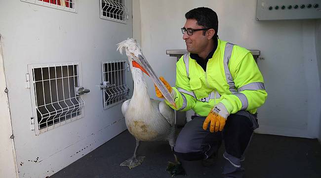 Pelikan Şakir sağlığına kavuştu, evine döndü  