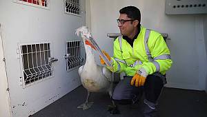 Pelikan Şakir sağlığına kavuştu, evine döndü  