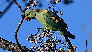 Tropikal iklimden Ege Üniversitesi'ne gelen yeşil misafirler 