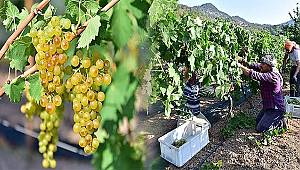 Bornova Misketi için yeni bağ oluşturuluyor 