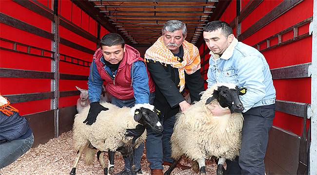 İzmirli koyunlar Elâzığ yolunda 