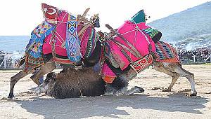 Menderes'te 5. Deve Güreşleri Festivali renkli görüntülere sahne oldu 