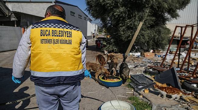 Buca Belediyesi'nden Mama Kabı Seferberliği 