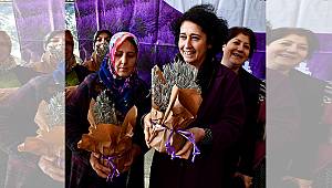 Büyükşehir 5 bin lavanta fidesi dağıttı