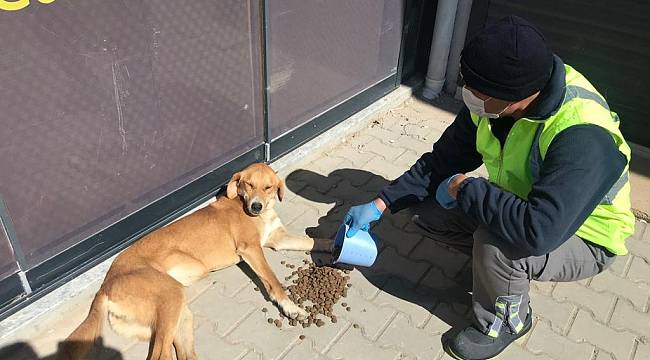 İzmir sokakta yaşayan hayvanları unutmadı 