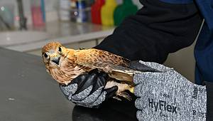 Yaralı atmaca Narlıdere'de tedavi edildi 