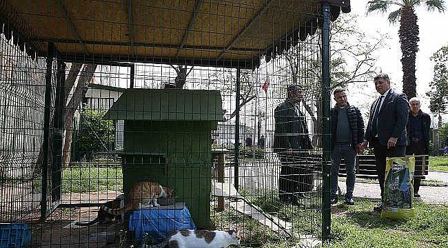 Başkan Tugay sokak hayvanlarına mama dağıttı 