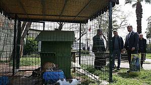 Başkan Tugay sokak hayvanlarına mama dağıttı 