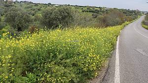 Foça'da mahzun bahar