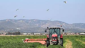 Foçalı çiftçi, hem ekim, hem de hasat için tarlada