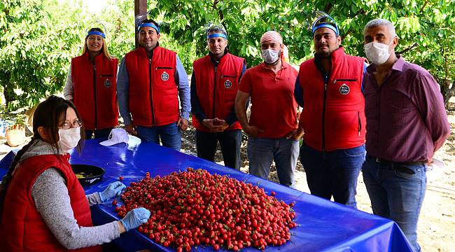 İhracata İlk Giden Kiraz Kemalpaşa'dan 