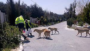 Sokağa çıkma yasağında da can dostlar unutulmadı