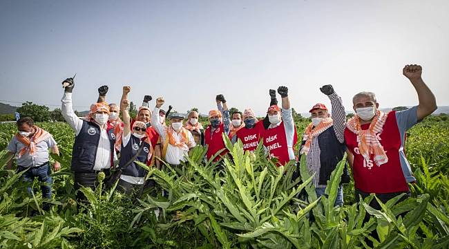Çiftçiler Günü'nde Başkan Soyer sırtında küfeyle enginar hasadına katıldı  