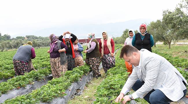 Menemen Belediyesi tıbbı bitkiler üretimine başladı 