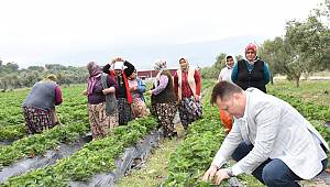 Menemen Belediyesi tıbbı bitkiler üretimine başladı