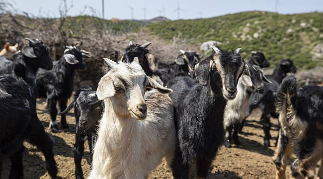 Annesiz kalan oğlakları Büyükşehir kurtardı 