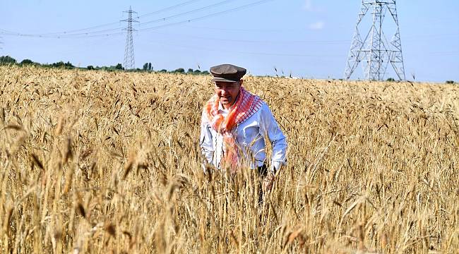 Başkan Soyer elleriyle serptiği karakılçık buğdayının hasadını yaptı 