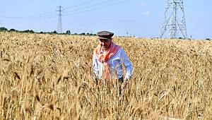 Başkan Soyer elleriyle serptiği karakılçık buğdayının hasadını yaptı 
