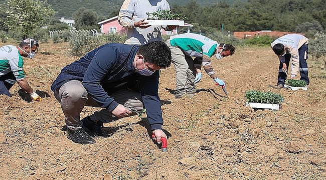 Belediyeye ait 200 dönüm arazi tarıma yönlendirilecek