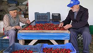 Dallarda Kiraz, Bayındır'da Bereket 