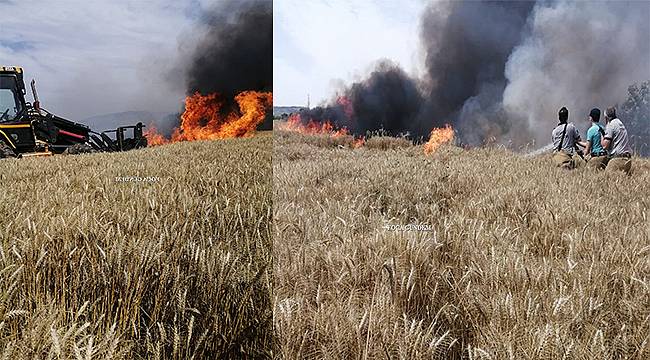 Foça'da Buğday Tarlaları Yandı 40 Ton Buğday Kül Oldu  