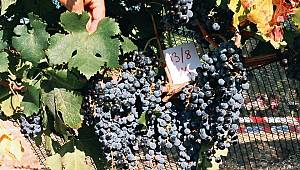 Foça'nın antik üzümü yeniden doğacak