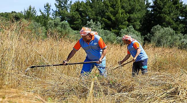 Seferihisar'da Karakılçık Buğday hasadı başladı  