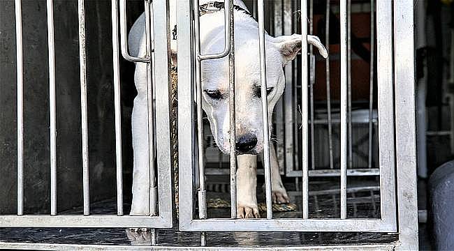 Şiddet mağduru köpeğe Buca Belediyesi sahip çıktı 