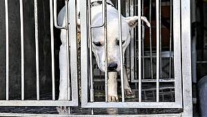 Şiddet mağduru köpeğe Buca Belediyesi sahip çıktı