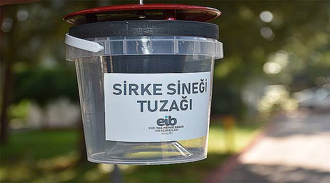 Sirke sineğine tuzaklı önlem 