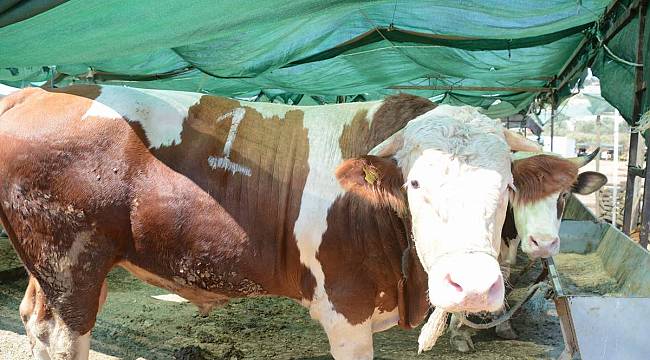 Aliağa'da kurban kesim yerleri belirlendi 