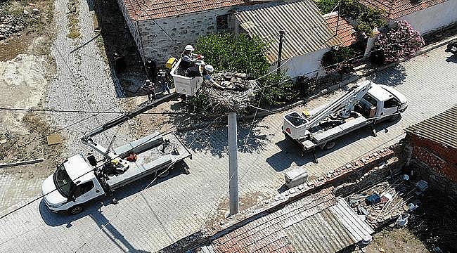 Annelerini kaybeden leylek yavrularını elleriyle besliyorlar 