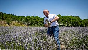 ​Başkan Tunç Soyer Seferihisar'daki ilk lavanta hasadına katıldı  