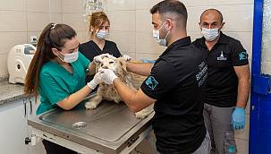 Bir yılda 11 bin 500 sokak hayvanı tedavi edildi  