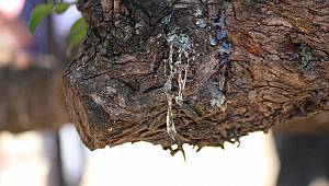 Çeşme'den Sakız Damlıyor Projesi 2 yaşında! 