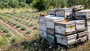 Doğancılar'da lavantalar hasada hazır  