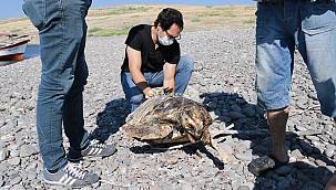 Foça'da sahile vurmuş ölü caretta caretta bulundu