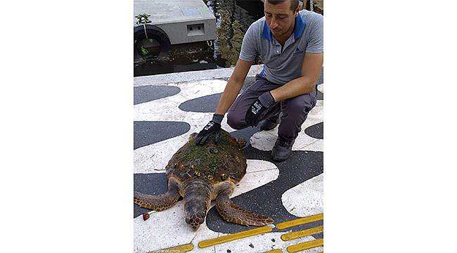 ​İzmir Körfezi'nde kıyıya vuran caretta caretta kurtarıldı 